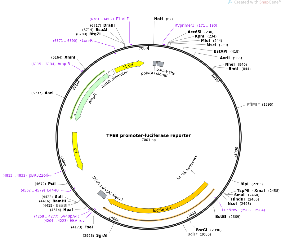 TFEB promoter-luciferase reporter质粒图谱